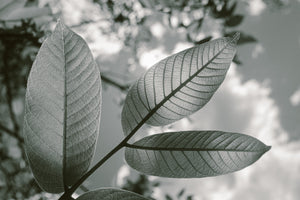 LUMU 101: SPOT METERING